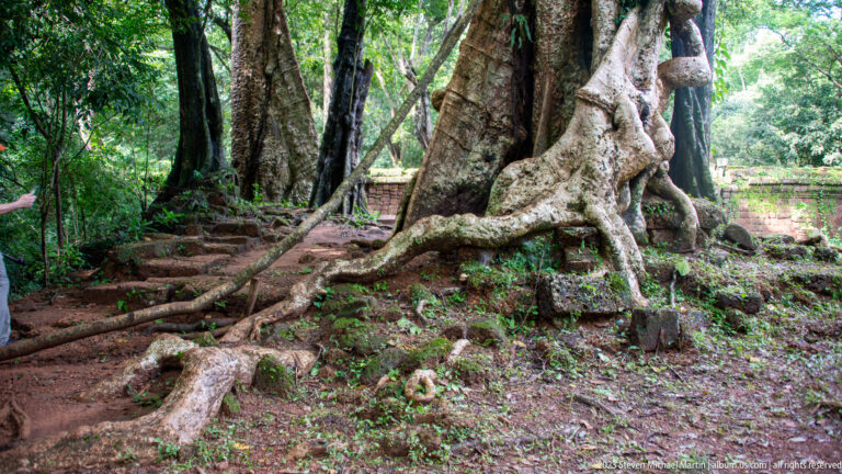 Huge tree roots spreading across forest floor beside low ruins at Angkor Thom.