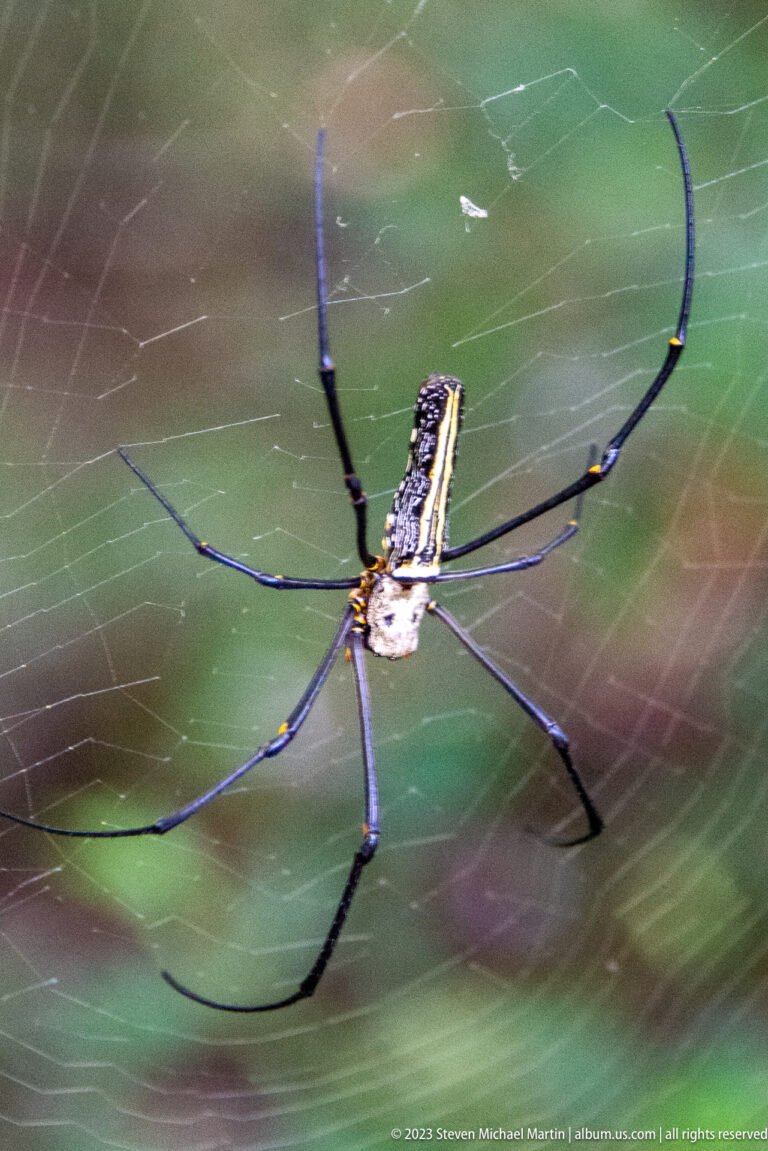Large long-legged orb-weaver spider suspended in its web at Angkor Thom.