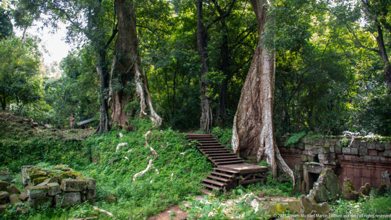 Narrow wooden stair climbing between two large trees at Angkor Thom.