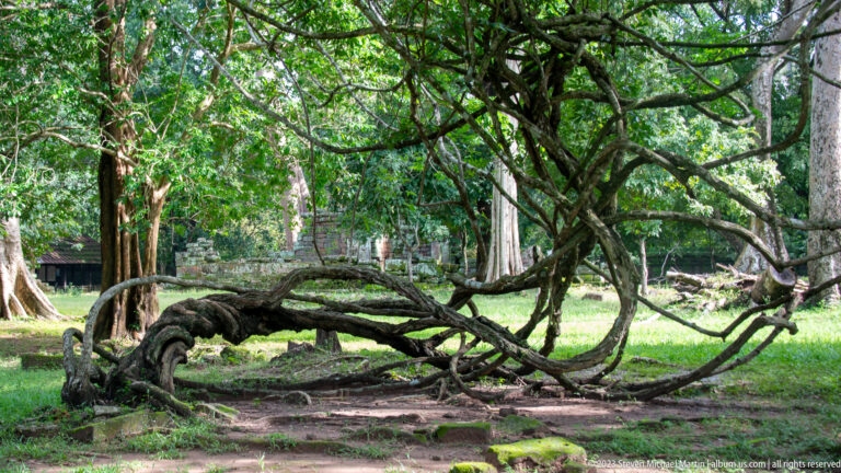 Large fallen tree limb arching across a grassy clearing at Angkor Thom.