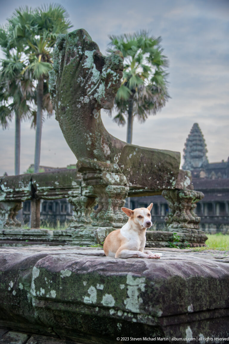 White cat seated on a carved stone balustrade with a tower blurred in the distance at Angkor Wat.