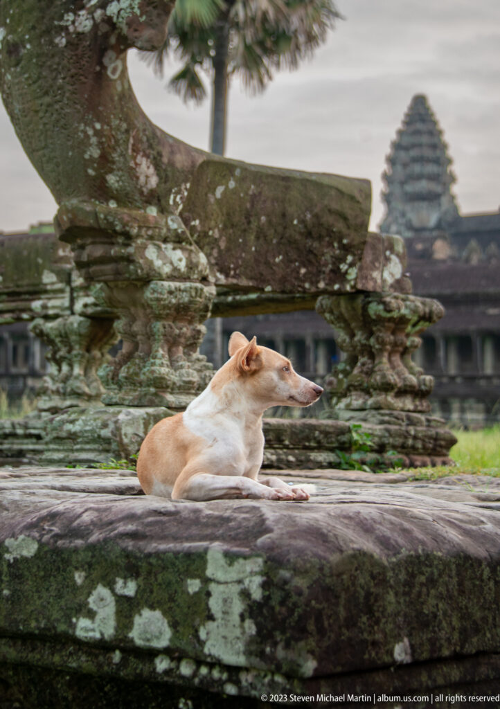 Cream-colored cat reclining on stone before a weathered guardian sculpture and gallery at Angkor Wat.