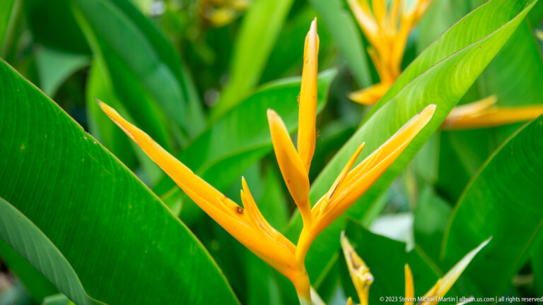 Orange heliconia flower rising among broad glossy green leaves. at the Banteay Srei temple complex in Cambodia.