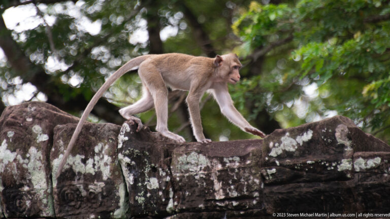 Long-tailed macaque walking along a lichen-covered stone wall at Bayon Temple.