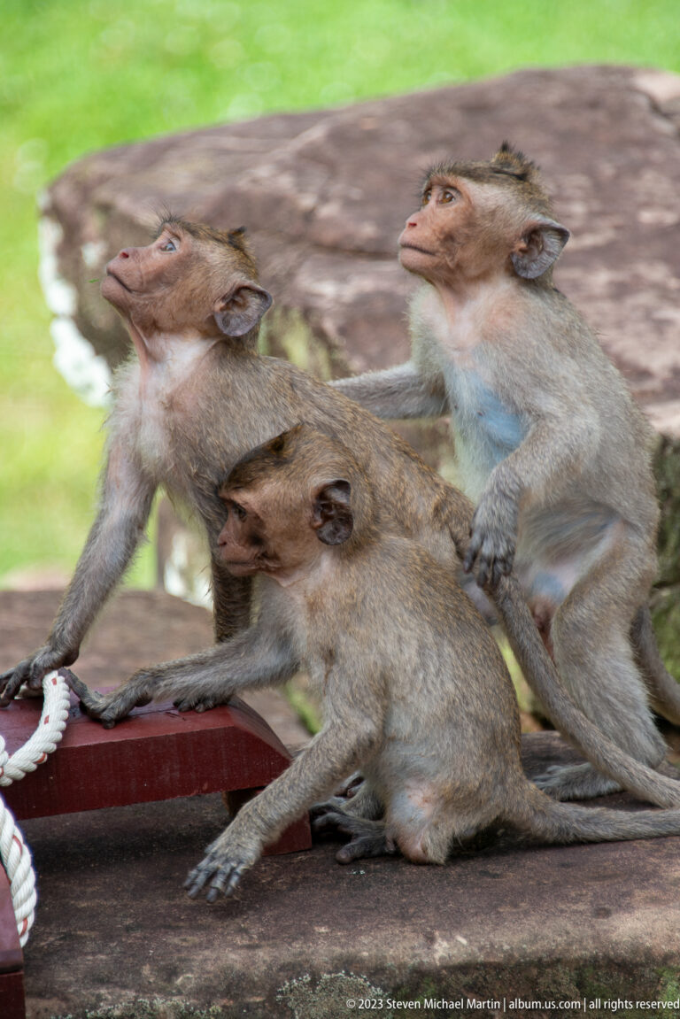 Three gray-brown macaques sitting together on a stone ledge at Bayon Temple.