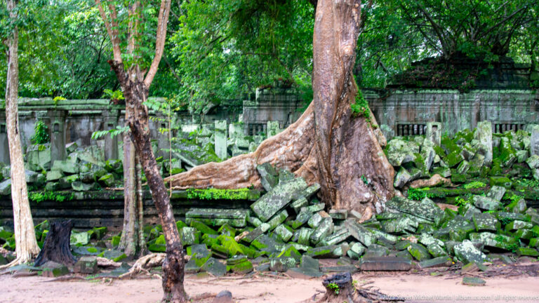 Large tree with exposed roots spreading over mossy fallen sandstone beside a temple wall.