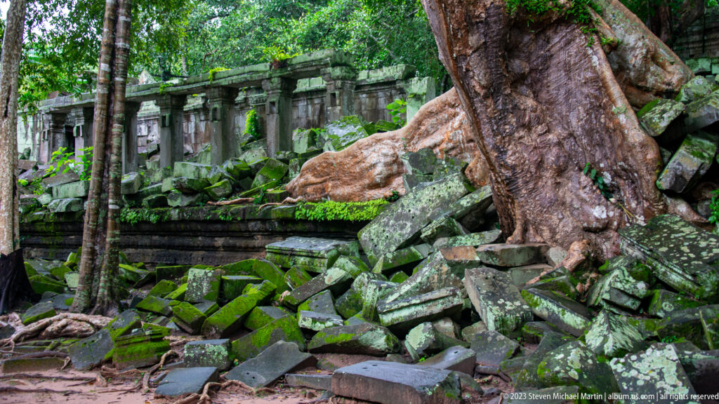 Massive tree trunk and buttress roots rising from moss-covered temple blocks before a ruined wall.