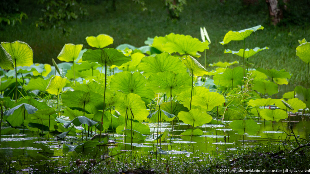 Bright green lotus leaves rise from still pond water beside a shaded grassy bank.