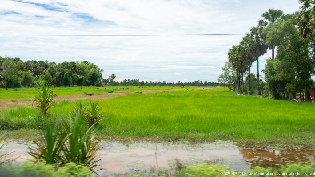 Green rice paddies and shallow floodwater stretch toward palms and trees under a cloudy sky.