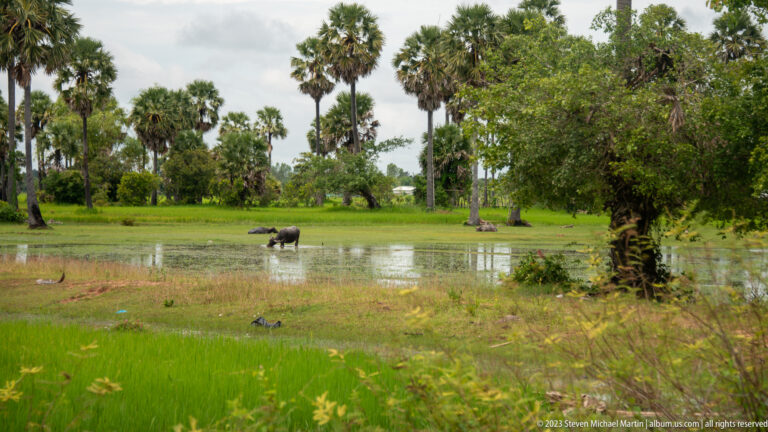 Water buffalo stands in a shallow flooded field surrounded by palms and tropical vegetation.