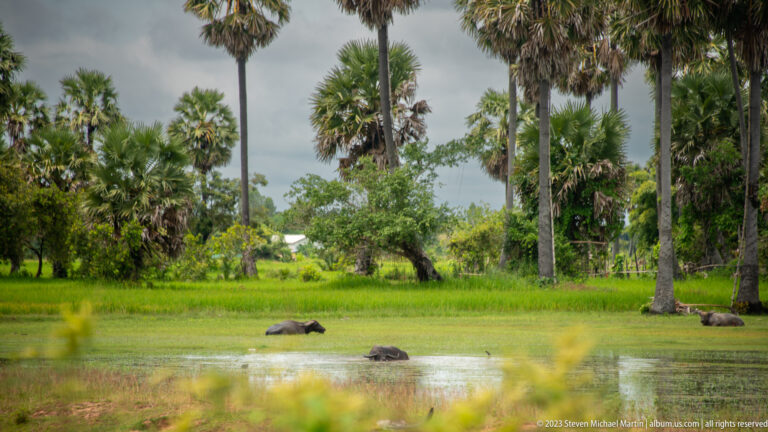 Several water buffalo rest in shallow water and green pasture beneath tall palm trees.