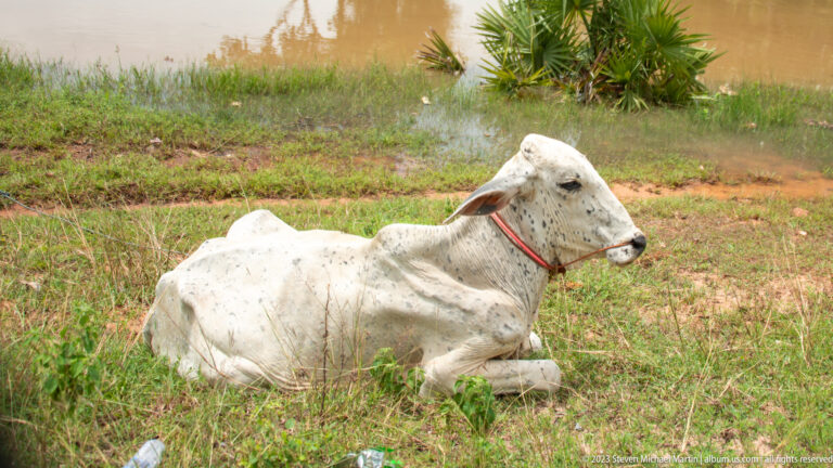 White humped cow with a red rope halter rests on grass beside floodwater.