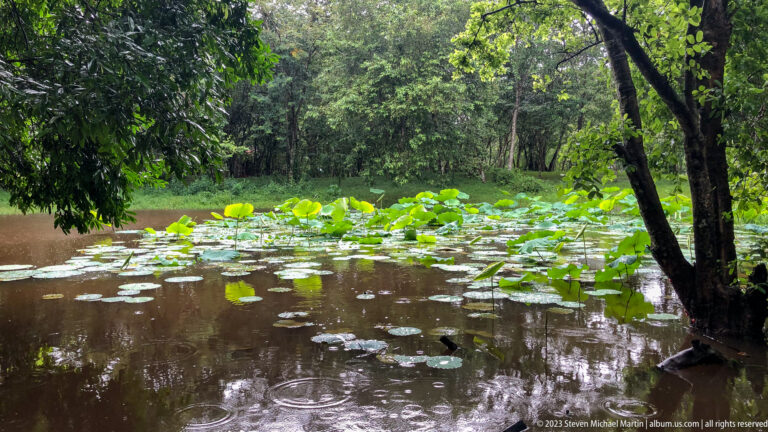 Lily pads cover a rain-dimpled forest pond near Beng Mealea.