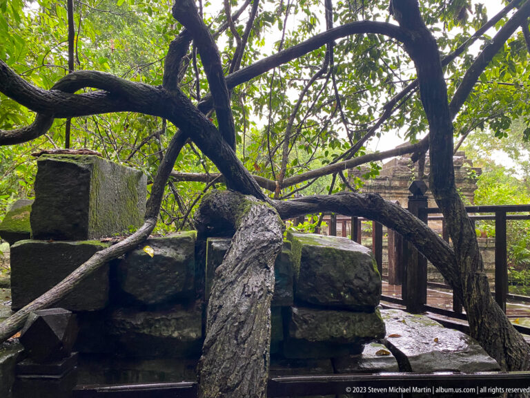 Twisting tree branches grow across fallen sandstone blocks beside a wooden walkway.