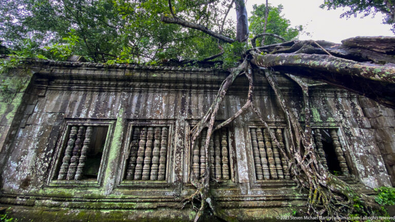 Massive tree roots descend over a sandstone gallery wall with rows of stone-baluster windows.