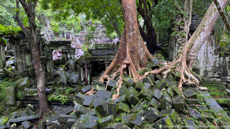 Large buttressed tree grows from a mound of fallen sandstone blocks inside Beng Mealea.