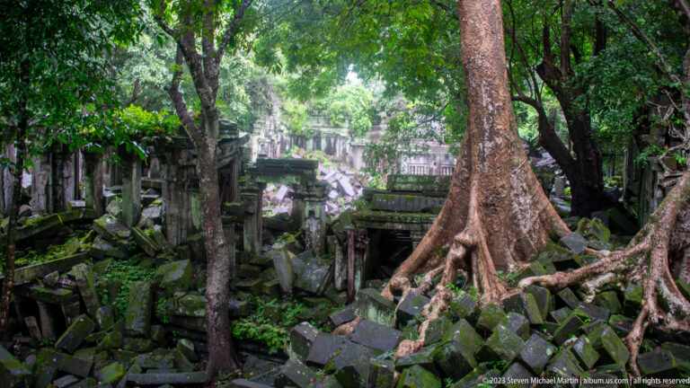 Large buttress-rooted tree growing among fallen sandstone blocks and ruined temple walls.