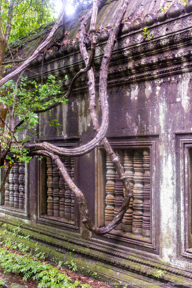 Large tree roots crossing two sandstone baluster windows on a weathered gallery wall.