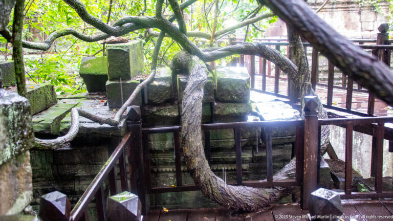 Twisting tree trunk arching over a raised wooden walkway among mossy temple ruins.