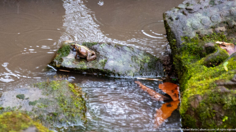 Small brown frog resting on a mossy sandstone block in shallow rippling water.