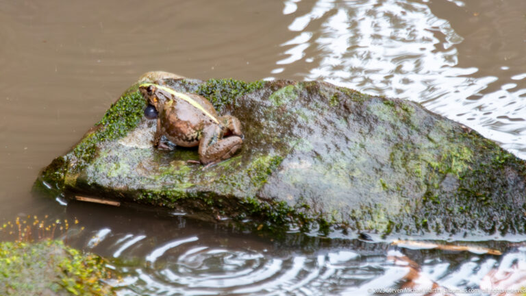 Brown frog perched on a mossy sandstone slab partly submerged in shallow water.