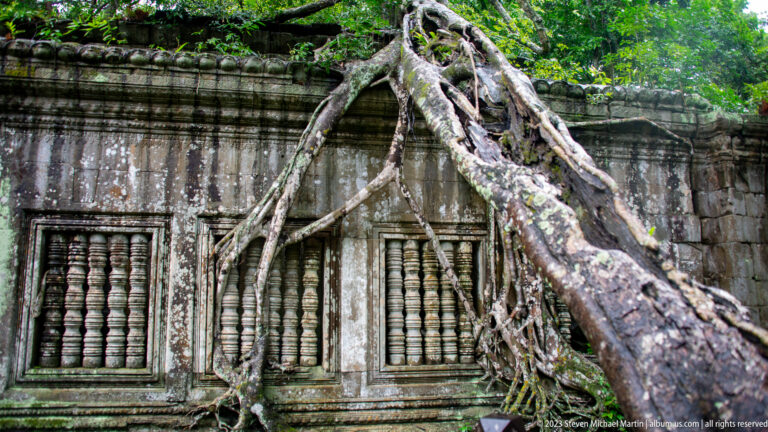 Large tree roots cross a weathered sandstone wall with two carved balustered windows at Beng Mealea.
