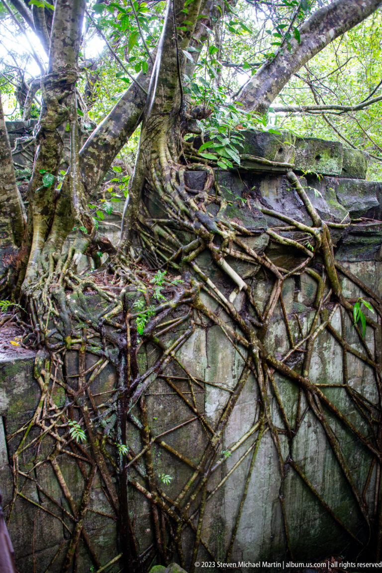 Large tree roots spread across a sloping pile of displaced sandstone blocks in the forest at Beng Mealea.
