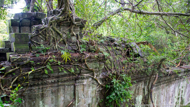Tree roots and vines cover the upper courses of a weathered sandstone wall beneath dense forest vegetation.