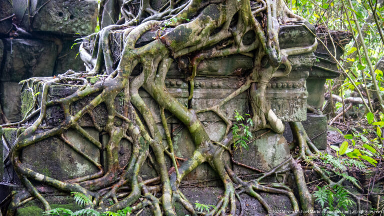 Massive tree roots wrap around a carved sandstone corner with projecting moldings and small plants.