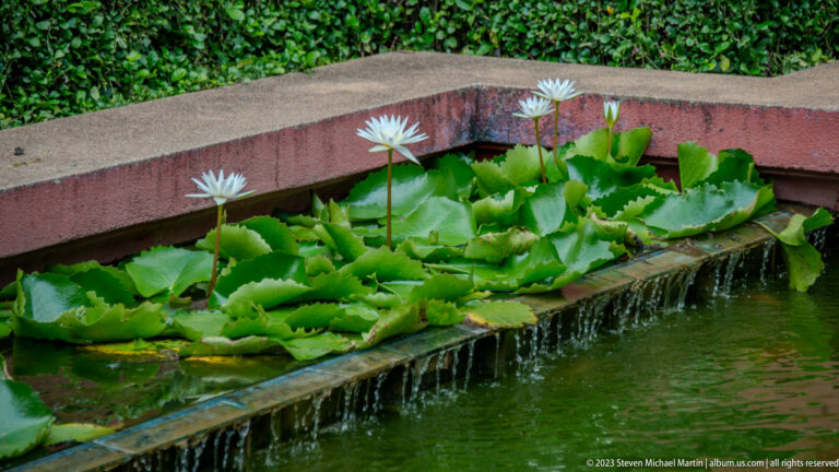 Blue-white lotus flowers and broad leaves fill a rectangular courtyard pond with water spilling over one edge.