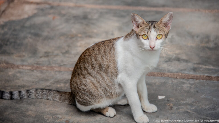 White-and-brown tabby cat sitting on pavement and looking directly at the camera with its tail extended.