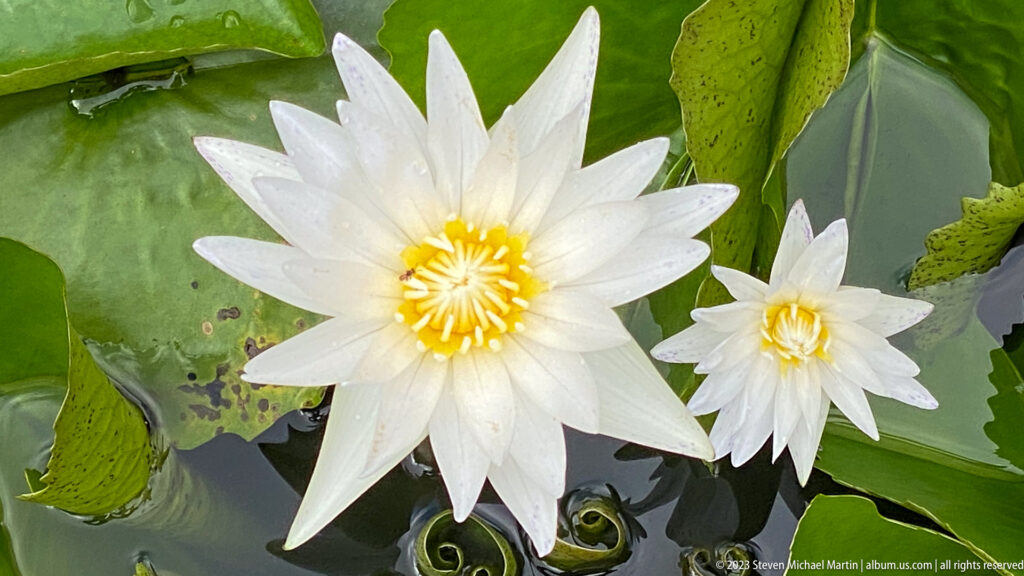 White water lilies in museum pond at the National Museum of Cambodia.