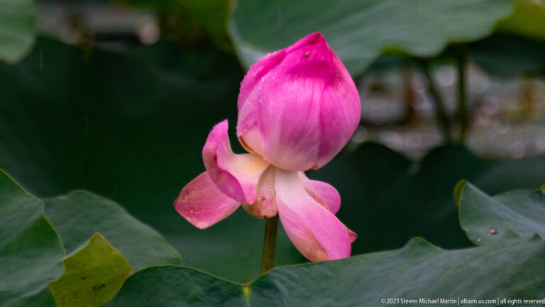 Side view of pink lotus flower above green leaves.