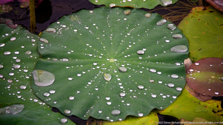 Large green lotus leaf covered with raindrops.