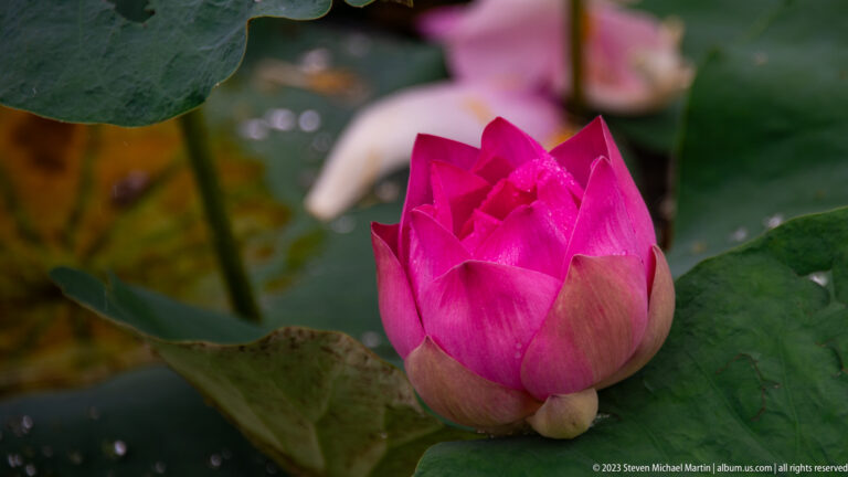 Close-up of vivid pink lotus blossom among leaves.