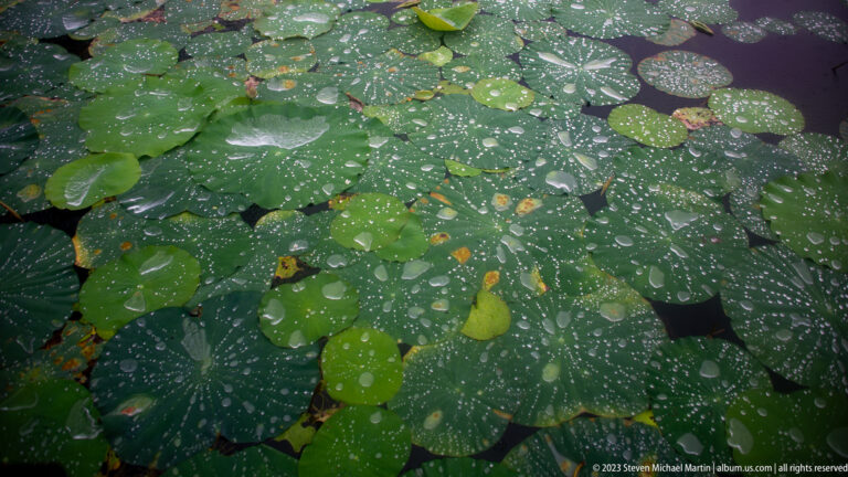 Overlapping lotus leaves covered with raindrops.