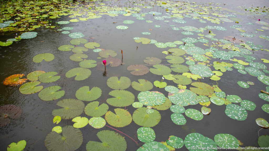 Dense lotus leaves and several pink buds spread across dark water viewed from above.