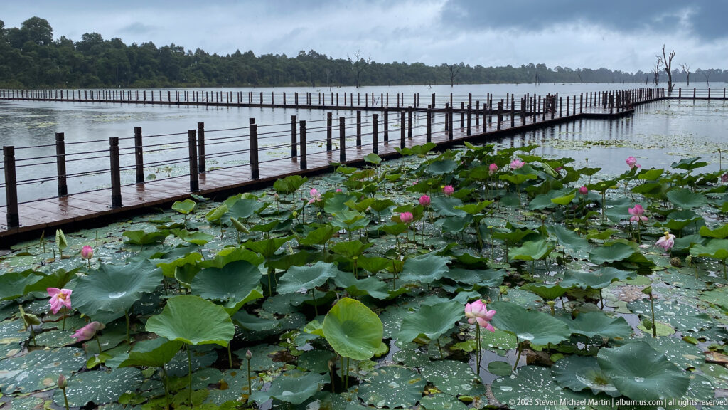 Lotus flowers beside elevated boardwalk.