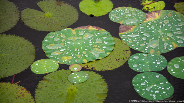 Overlapping green lotus leaves covered with rounded raindrops float against dark water.