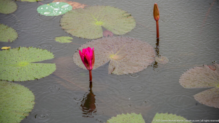 Pink lotus flower and upright bud rise from rainy water among pale round leaves and ripples.