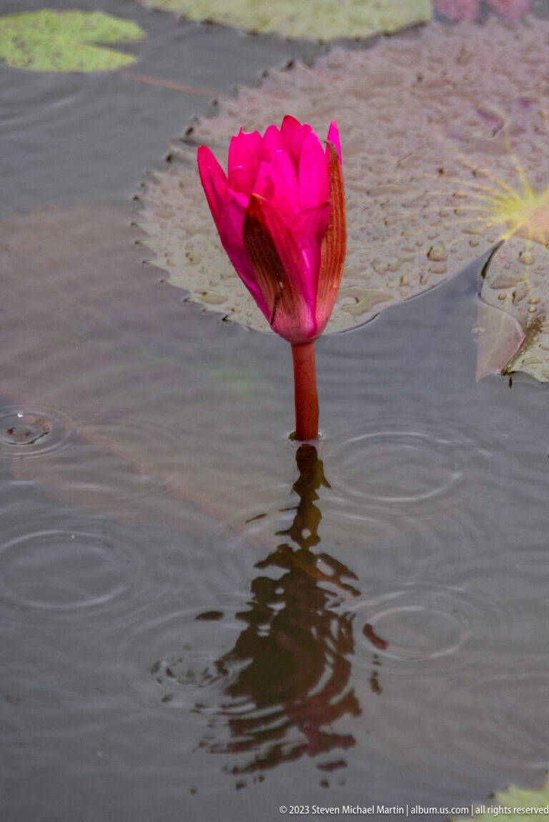 Partially open pink lotus flower rises above rippling gray water with its reflection below.