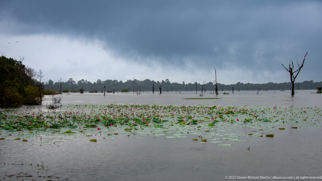 Lotus-covered floodwater and bare tree trunks stretch beneath heavy dark storm clouds.