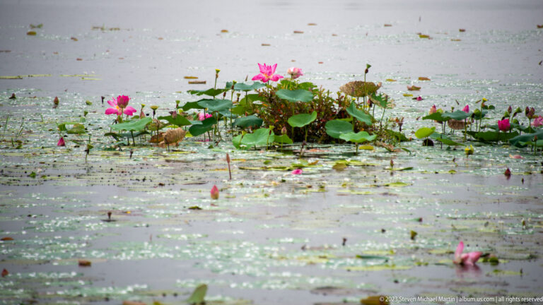 Cluster of pink lotus flowers and leaves rises from shallow flooded water.