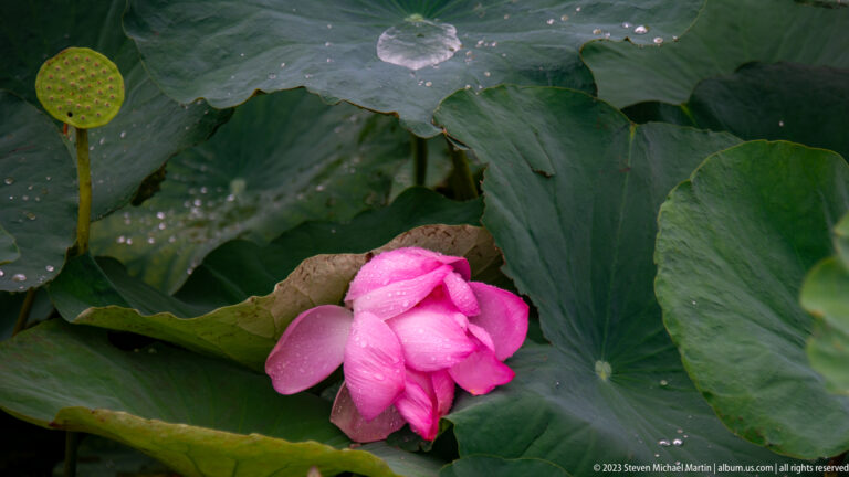 Pink lotus blossom nestled among broad green leaves.