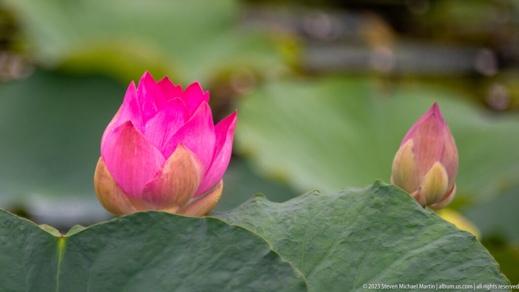 Two pink lotus buds rise above green leaves.