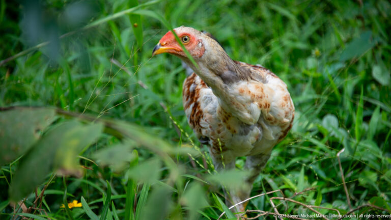 Mottled domestic hen with red face standing alert among tall green grass.