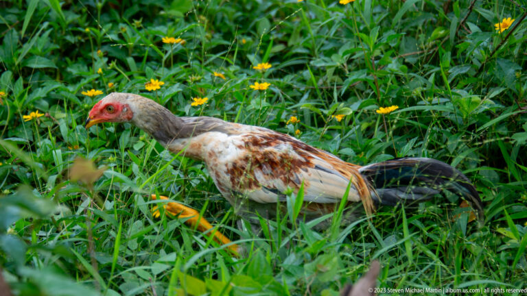 Brown-and-white hen with red face walks through thick grass and small yellow flowers.