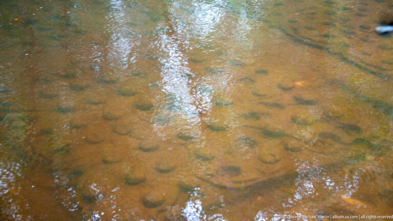 Rows of rounded stone carvings under shallow water with bright tree reflections.