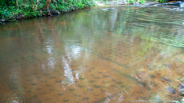 Wide shallow forest stream with repeated carvings visible across the stone bed.