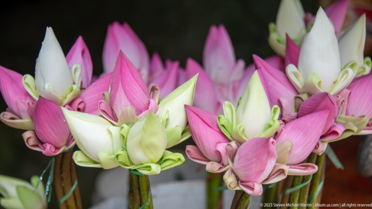 Clusters of pink and white lotus buds arranged upright as Buddhist offerings.